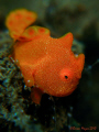 Painted Frogfish (Antennarius pictus). It may look like a big frogfish, but this baby is tiny, about 6mm 